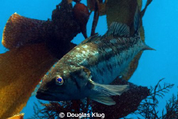Warming Water.  A Calico Bass becomes more active as the ... by Douglas Klug 